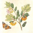 Manzanita and Painted Lady Butterfly by Dorota Haber-Lehigh